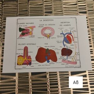 French Language Single Postcard Art - Vintage Anatomy - Digestion A8